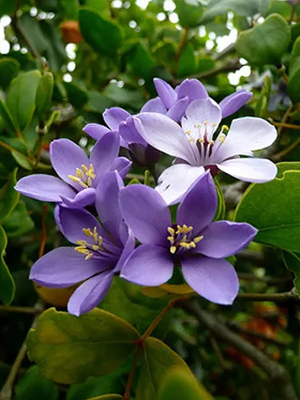 lignum vitae